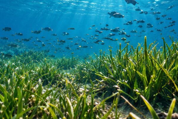 Pradera marina con un banco de peces y luz solar